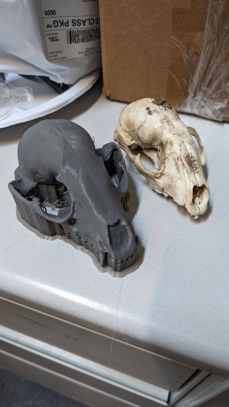 3D printed raccoon skull compared to the real thing