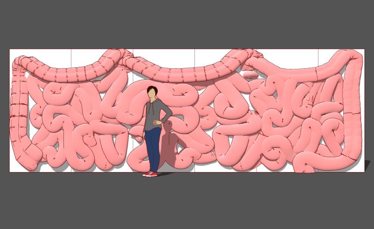 Wall of intestines 3D design and visualization